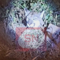Apareció un puma en un baldío de la zona de Tres Cerritos