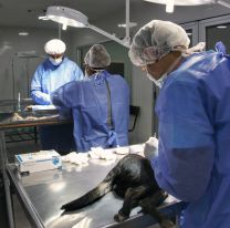 En Salta se castraron casi 8000 animales y se vacunaron más de 10.000