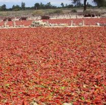 La producci&oacute;n de pimiento en Cachi super&oacute; a la de a&ntilde;os anteriores