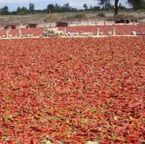 La producción de pimiento en Cachi superó a la de años anteriores