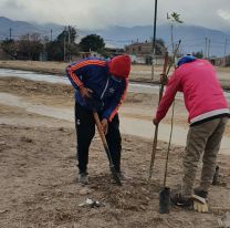 Se plantaron 440 árboles en distintos puntos de la ciudad