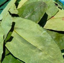 Una empresa estatal comercializar&iacute;a la coca en Salta