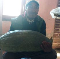 Un productor salteño cosechó un zapallo de 17 kilos