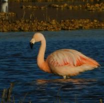VIDEO | Apareció un flamenco en el Parque del Bicentenario