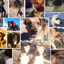 Más de 60 perros esperan tener un mejor amigo 