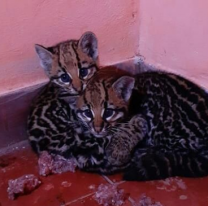 Un remisero encontró dos gatos onza  cachorros sobre la ruta en General Mosconi