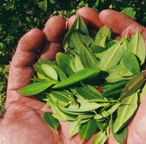 Avanza el consumo de �coca argentina� en Salta