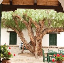 El Molle de Molinos entre los cinco &aacute;rboles emblemas “tur&iacute;sticos” de la Argentina