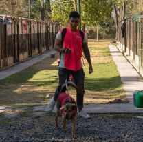 Buscan voluntarios para cuidar los perros del Centro de Adopciones