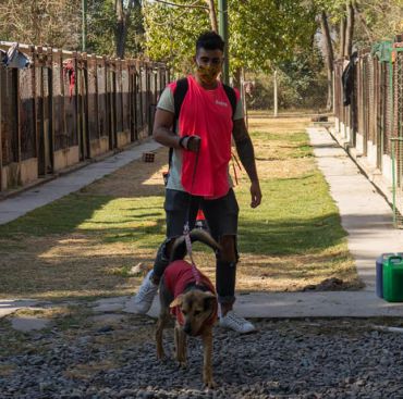 Buscan voluntarios para cuidar los perros del Centro de Adopciones