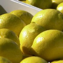 Una oportunidad para los productores salteños: China abrió su mercado para los limones argentinos