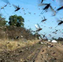 Una plaga de langostas llegó a Salta