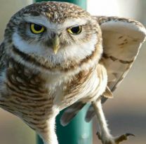 Aprender para cuidar: Participá de la campaña Aves del Parque