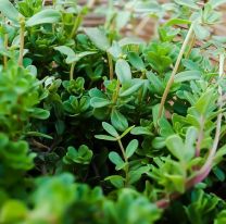 En Salta, comunidades originarias empezaron a experimentar una cura contra el coronavirus