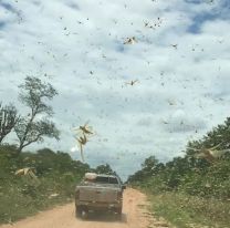 Preocupaci&oacute;n por las langostas entre Anta, Met&aacute;n y Rosario de la Frontera