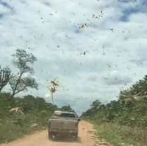 Preocupación por las langostas entre Anta, Metán y Rosario de la Frontera