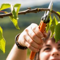 Ense&ntilde;an a podar correctamente los &aacute;rboles y es gratis
