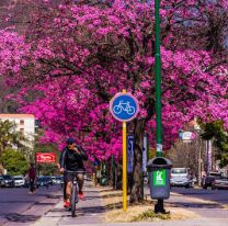 Invitan a sembrar especies nativas en esta primavera