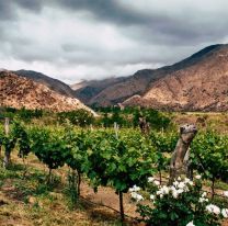 Conocé los inigualables vinos del Valle Calchaquí