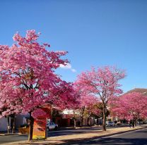 Septiembre en flor en Salta: conoc&eacute; la leyenda del lapacho