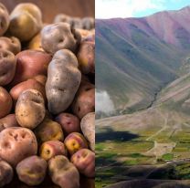 De los cerros a tu casa: habas, papas y choclos de Iruya se venden por whatsapp
