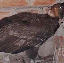 Rescataron un cóndor andino con signos de intoxicación