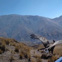 VIDEO | &#8220;Sacha&#8221;, el cóndor andino, volvió a surcar el cielo salteño