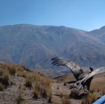 VIDEO | “Sacha”, el cóndor andino, volvió a surcar el cielo salteño