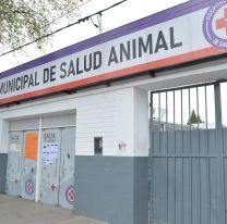 Desde el lunes vuelve el servicio de castraciones gratuitas en la ciudad