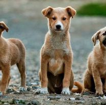 &iquest;Por qu&eacute; se celebra este domingo el D&iacute;a Mundial de los Animales?