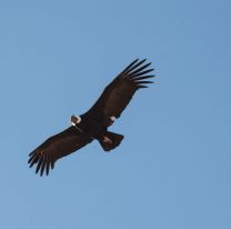 5 de octubre: D&iacute;a nacional de las aves