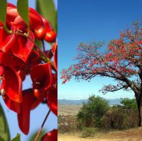El ceibo: fuerte, frondoso y resistente, ya ti&ntilde;e de rojo las veredas salte&ntilde;as