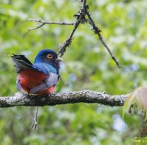 Se creó el Club de Observadores de Aves de la zona sur de la provincia