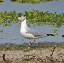 Hallaron una gaviota de la Costa Atl&aacute;ntica en Salta