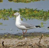 Hallaron una gaviota de la Costa Atlántica en Salta