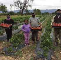 Una huerta familiar cosecha las mejores frutillas de Salta