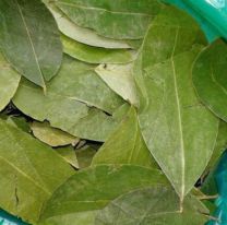 Piden que la hoja de coca sea reconocida como producto alimentario