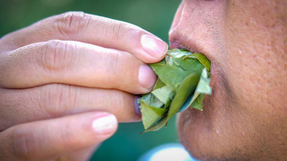 Beneficios de la hoja de coca que nadie conocía ayuda a la depresión