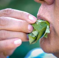 Beneficios de la hoja de coca que nadie conoc&iacute;a: ayuda a la depresi&oacute;n, diabetes, caries y m&aacute;s