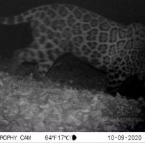 Cámaras registraron tapires y yaguaretés en el Parque Provincial Laguna Pintascayo