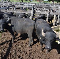 Por primera vez se faenaron b&uacute;falos en Chicoana
