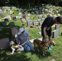 Proponen crear el primer cementerio de mascotas en Salta