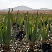 Alumnos salteños crearon una pintura ecológica a base de aloe vera