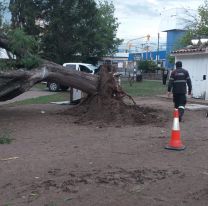 Temporal en Salta: cayeron &aacute;rboles, postes y ramas