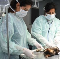 Celebran las 10 mil atenciones en el Hospital de Salud Animal