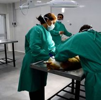 Reabrió el hospital municipal de mascotas