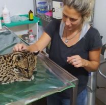 Se trabaja en la recuperación de un ocelote atropellado