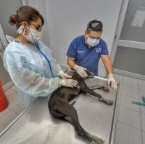 Cronograma de castraciones y vacunaciones para este verano