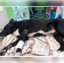 Juntan fondos para operar a negrito  el perrito atropellado en Tres Cerritos
