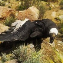 Rescataron un c&oacute;ndor andino en San Carlos